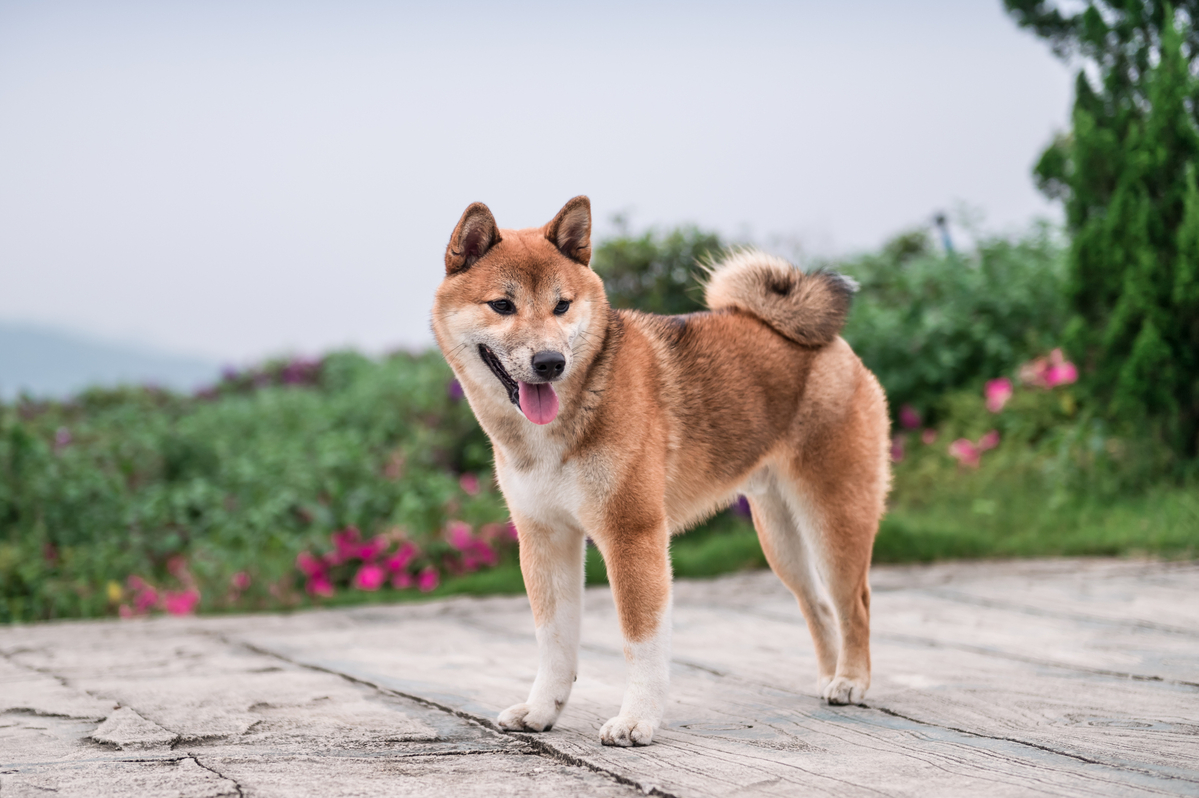 1 Reason Why Now Is the Time to Buy Shiba Inu (SHIB)